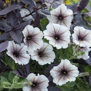 Petunia Designer Cappuccino (Designer Series)