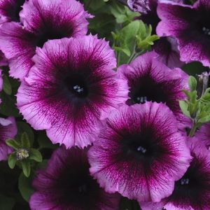 Petunia Designer Royal Heart (Designer Series)