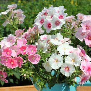 Phlox drummondii Blushing Bride