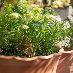 Pot watering olla - terracotta