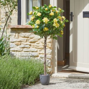 Regents Rose Yellow Standard Tree