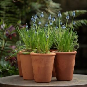 Rimmed terracotta grow pots - set of 3