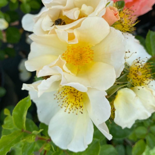 Rose Simple Yellow (Potted Rose In 3L-4L Pot)