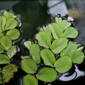 Salvinia natans