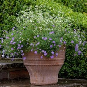 Sea breeze container plant collection