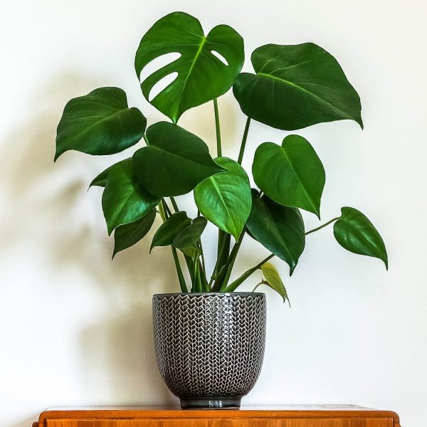 Swiss Cheese Plant - Monstera Deliciosa 14Cm (Approx 50-60Cm)