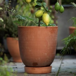 Terracotta lemon pot - glazed saucer