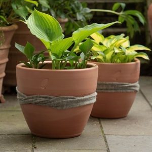 Terracotta slug and snail resistant pot