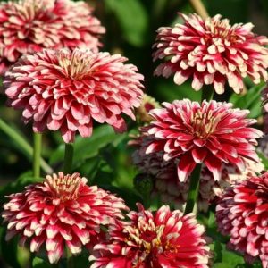 Zinnia elegans Mazurkia