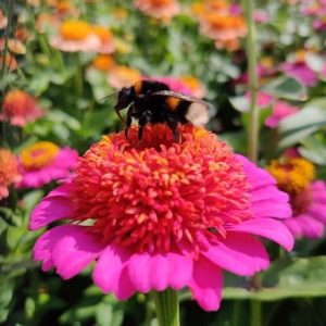 Zinnia elegans Zinderella Purple