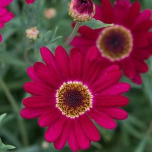 marguerite Grandaisy Deep Red (Grandaisy Series)