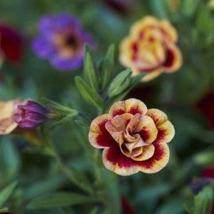 Calibrachoa Can-can Double OrangeTastic (Can-can Series)