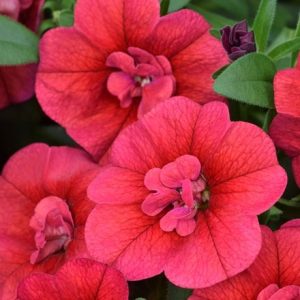 Calibrachoa Celebration Double Dark Red ('Wescadodare')