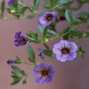 Calibrachoa Chameleon Blueberry Scone ('Wescachablusc')