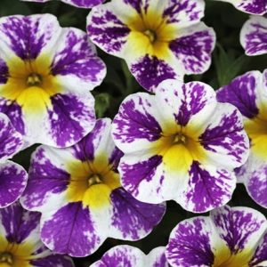 Calibrachoa Grape Splash ('Wescacashgrasimp') (Candy Shop Series)