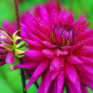 Dahlia Ambition