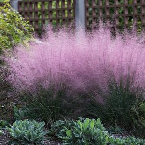 Muhlenbergia capillaris