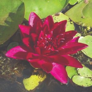 Nymphaea Burgundy Princess