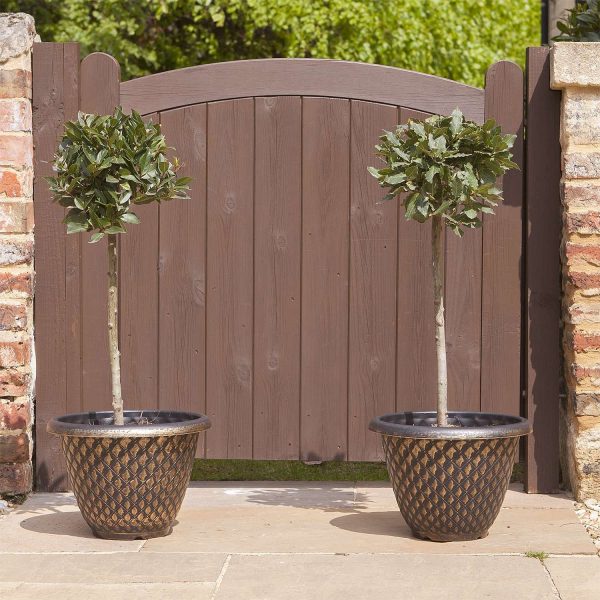 Pair Of Standard Bay Trees (70-80Cm Tall)