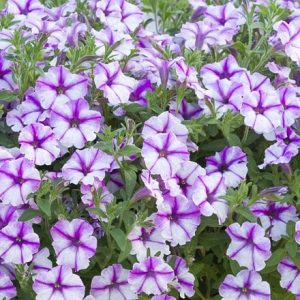 Petunia Bubbles Butterfly