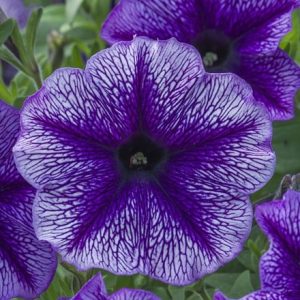 Petunia Designer Royal Lace (Designer Series)