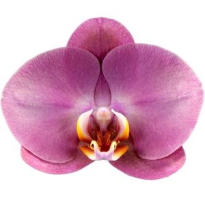 Phalaenopsis Honey Peach