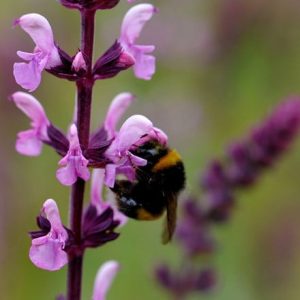 Salvia × sylvestris Rose Queen