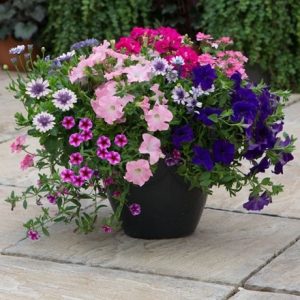 Sophistication - Easyplanter for hanging baskets & patio pots