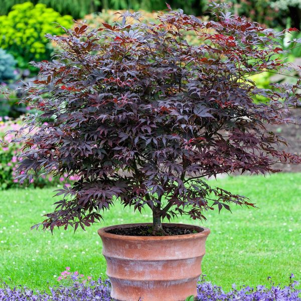 Acer Palmatum Atropurpureum 3L