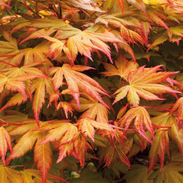 Acer Palmatum Orange Dream (3L Pot)