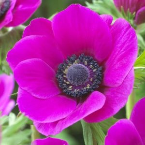 Anemone coronaria Sylphide (Mona Lisa Series)