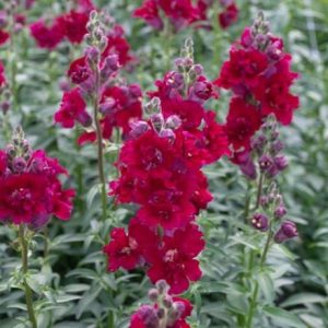 Antirrhinum majus Madame Butterfly Red