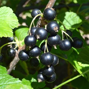 Blackcurrant Titania (1.7L Pot)