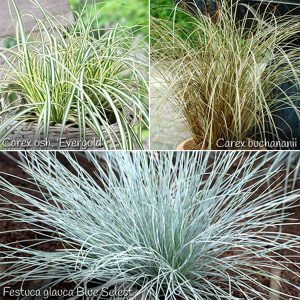 Colourful Ornamental Grasses Collection (6 X 9Cm Pots)