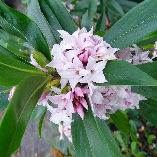 Daphne 'Perfume Princess' (15Cm Pot)