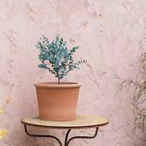 Eucalyptus gunnii Azura ('Cagire') (PBR) and terracotta pot