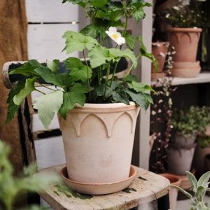 Gothic arch design tapered plant pot with saucer - terracotta