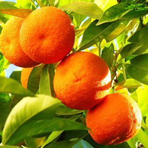 Orange Tree In 6L Pot