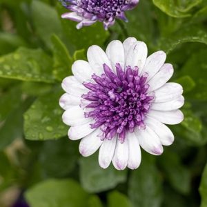 Osteospermum 3D Blueberry Shake ('Kleoe18048') (3D Series)