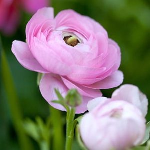 Ranunculus asiaticus Aviv Rose (Aviv Series)