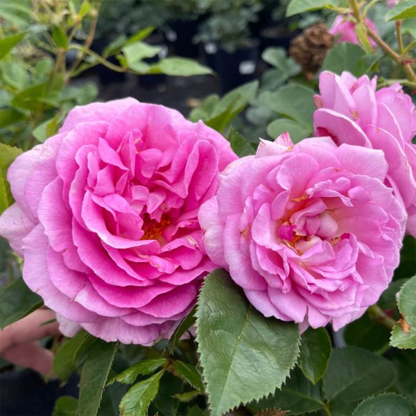 Rose Special Mum (Potted Rose In 3L-4L Pot)