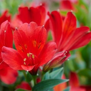 Alstroemeria Wild Valley ('Tesvalwild') (Summer Paradise - Valley Series)