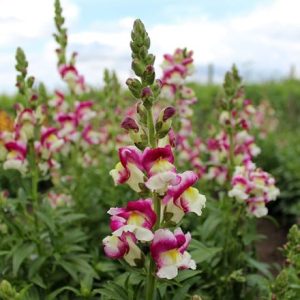 Antirrhinum majus Cherry Twist