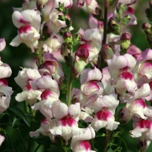 Antirrhinum majus Lucky Lips