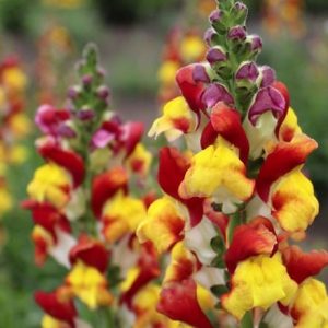 Antirrhinum majus Mango Twist