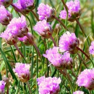 Armeria maritima Armada Rose