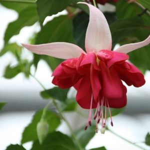 Fuchsia Seventh Heaven