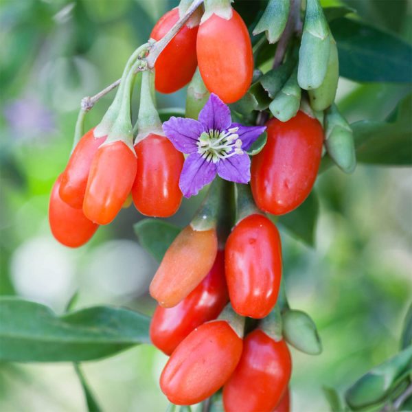 Goji Berry Instant Success (1.7L Pot)