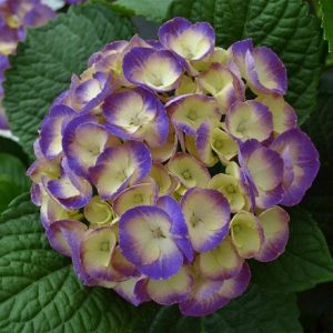 Hydrangea macrophylla Dolce Chic ('Hore0034') (PBR) (Rembrandt Series)