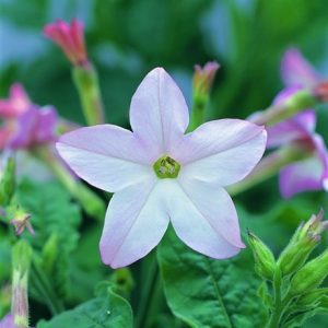 Nicotiana Appleblossom